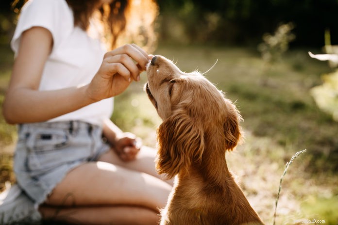 Beyond Obedience: Science-Backed Positive Training for a Well-Rounded Dog
