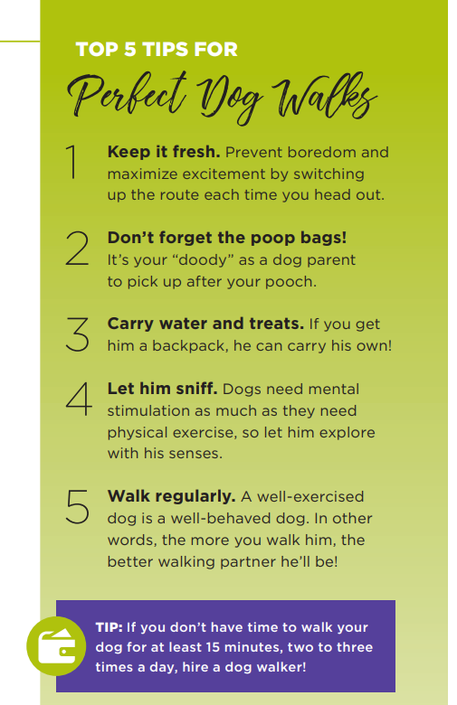 Master the Art of Dog Walking: Essential Tools & Tips