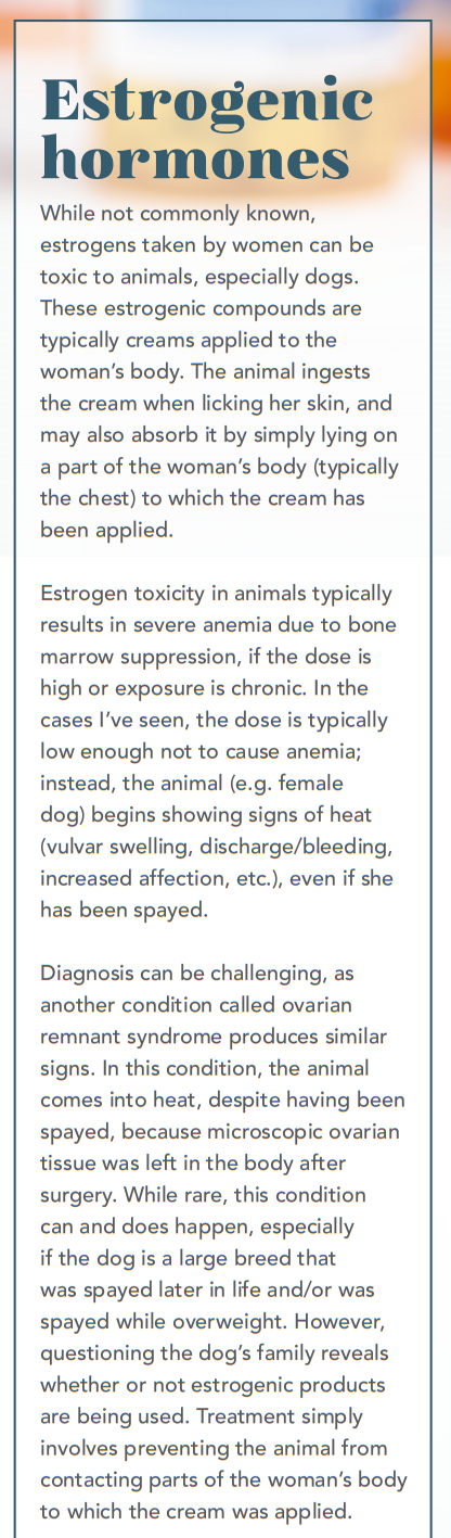 Human Meds for Pets? Vet-Approved Guidance on Safe Use