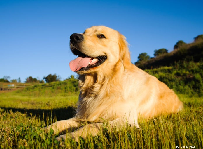 Smiling Blue Skies: Funding Breakthrough Research to Fight Canine Cancer