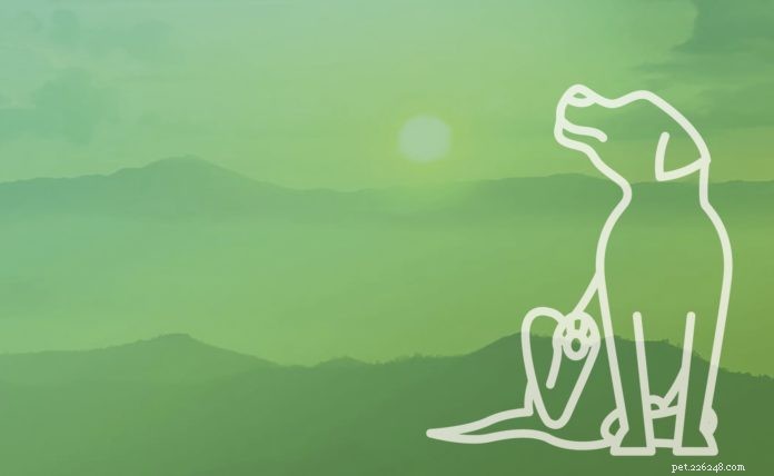 Black Soldier Fly Protein: A Sustainable, Hypoallergenic Solution for Dogs