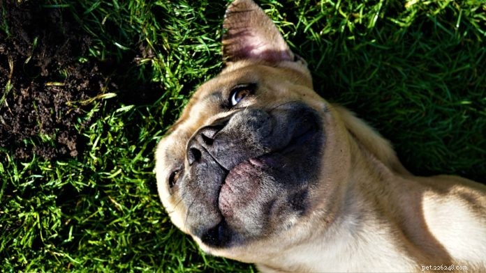 Reducing Your Pet’s Carbon Footprint: 8 Practical Steps for a Sustainable Lifestyle