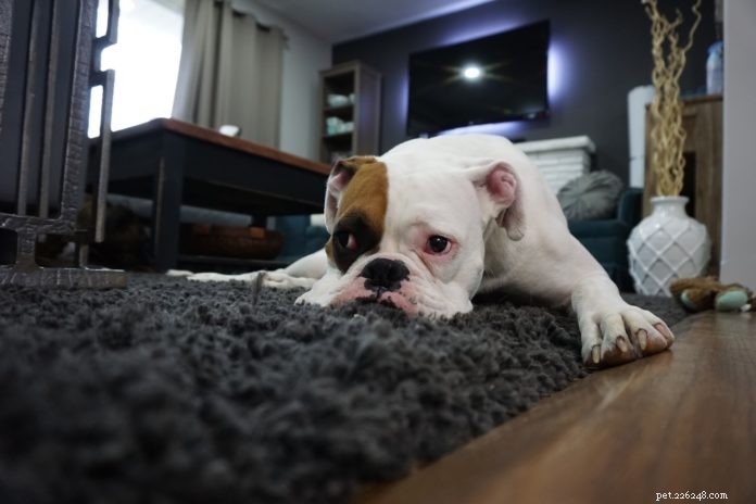 Do Dogs Experience Grief? Understanding Canine Bereavement