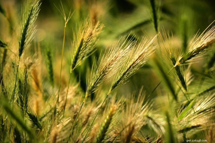 Foxtail Barley: Protect Your Dog from This Hidden Threat