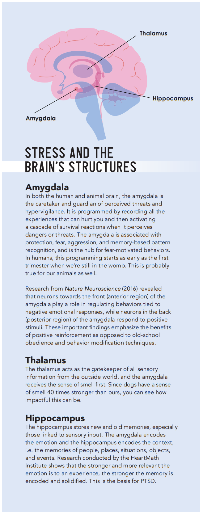 Understanding and Managing Emotional Stress in Dogs