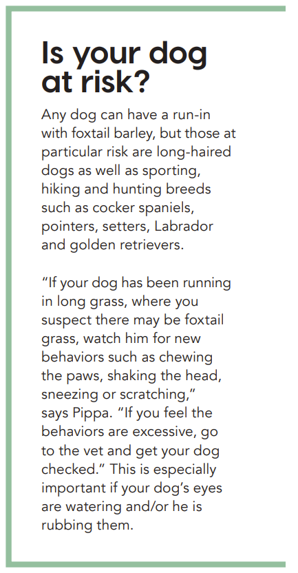 Foxtail Barley: Protect Your Dog from This Hidden Threat