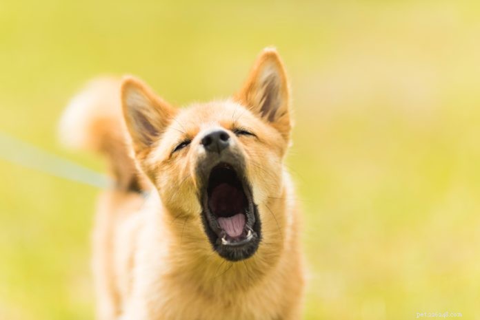 How to Quiet an Over‑Barking Dog: Proven Tips & Solutions
