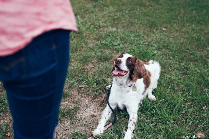 Boost Your Dog’s Intelligence: Proven Techniques to Improve Learning and Well‑Being