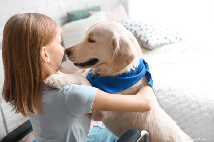 Best Service Dog Breeds: Choosing the Right Companion