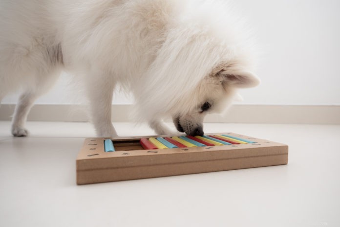 The Essential Role of Mental Enrichment in Your Dog’s Health and Happiness