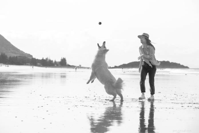 ZIWI: Air‑Dried Raw Pet Food – Fresh, Convenient Nutrition for Dogs & Cats