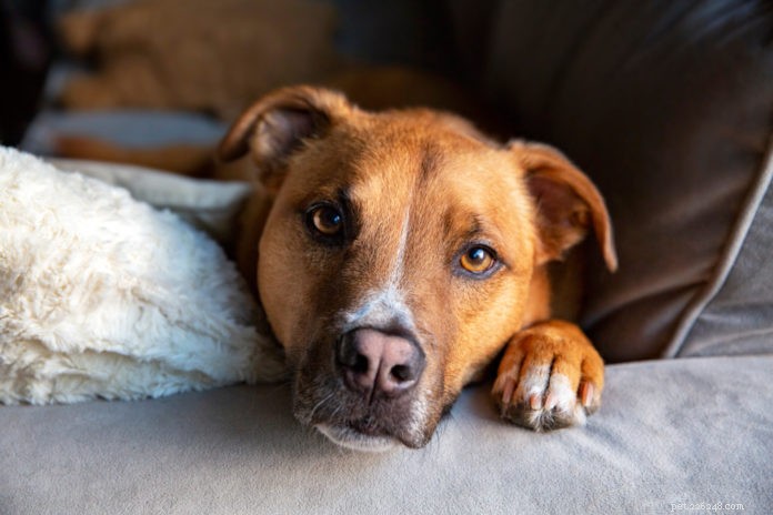 How to Prepare Your Home for a New Dog: A Step-by-Step Guide