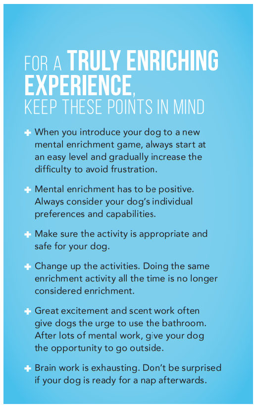 The Essential Role of Mental Enrichment in Your Dog’s Health and Happiness