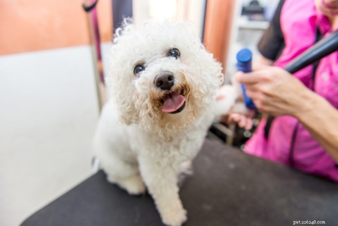 Trusted Compassionate Dog Grooming: Expert Care for Your Pet