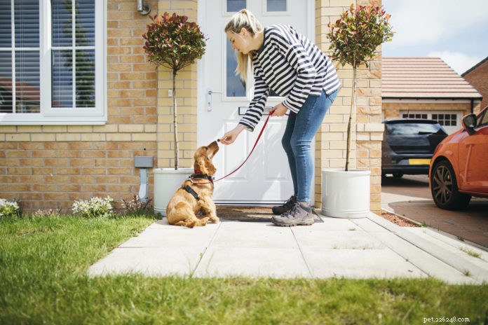 ArtemiPet™ Boosts Canine Immunity with Ancient Artemisia annua – Proven Natural Support