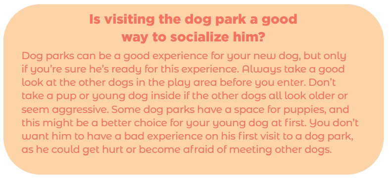8 Ways to Socialize Your New Dog—Navigating Social Distancing Safely