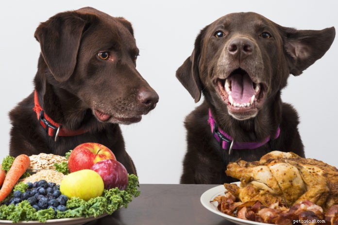 Feeding Your Dog a Plant‑Based Diet Safely: A Practical Guide