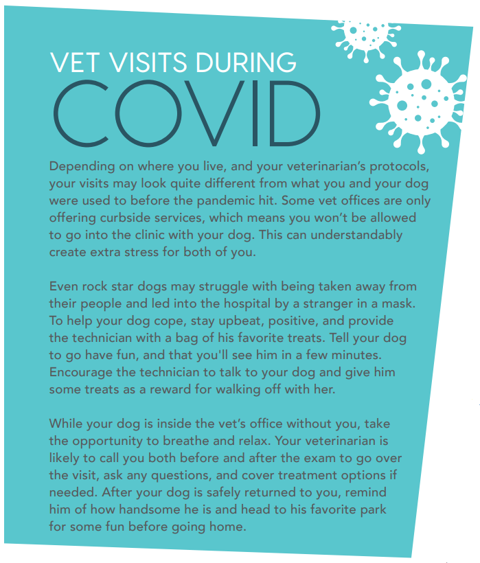 Train Your Dog to Love Vet Visits: Stress‑Free Techniques for Calm, Enjoyable Check‑Ups