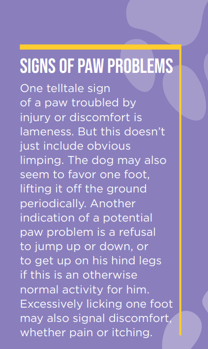 Year-Round Paw Care: Keep Your Dog Healthy and Mobile