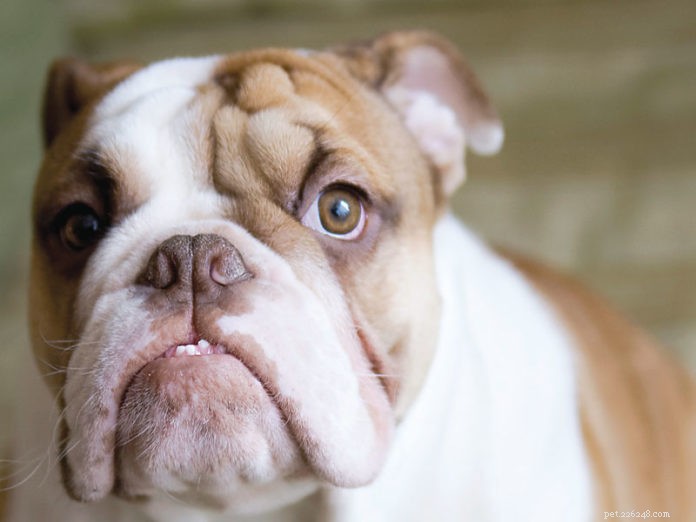 When Does a Dog Become a Senior?