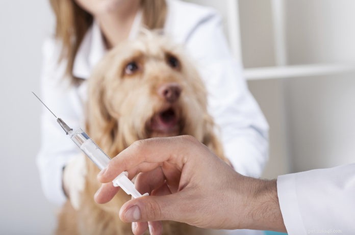 H3N2 Canine Flu Outbreak: Prevention, Treatment, and Integrative Care