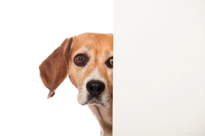 Head Pressing in Dogs: A Red Flag for Serious Health Issues