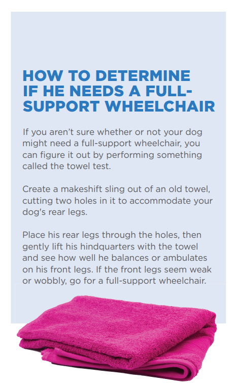 How to Select the Ideal Wheelchair for Your Dog with Mobility Challenges