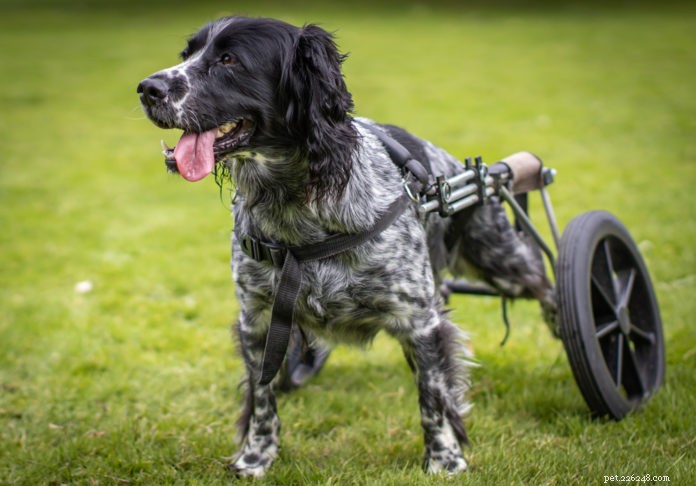 How to Select the Right Wheelchair for Your Mobility‑Impaired Dog