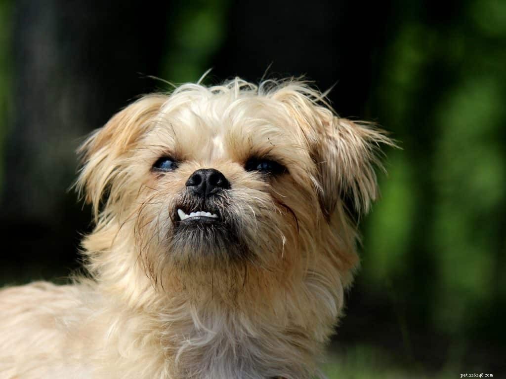 Discover the Charming Brussels Griffon: History, Traits, and Care