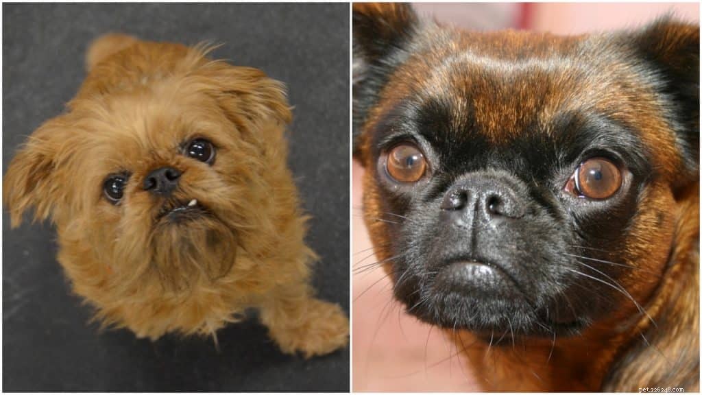 Discover the Charming Brussels Griffon: History, Traits, and Care