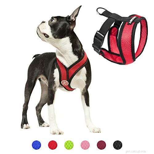 Top 5 Harnesses Every Pug Owner Should Know
