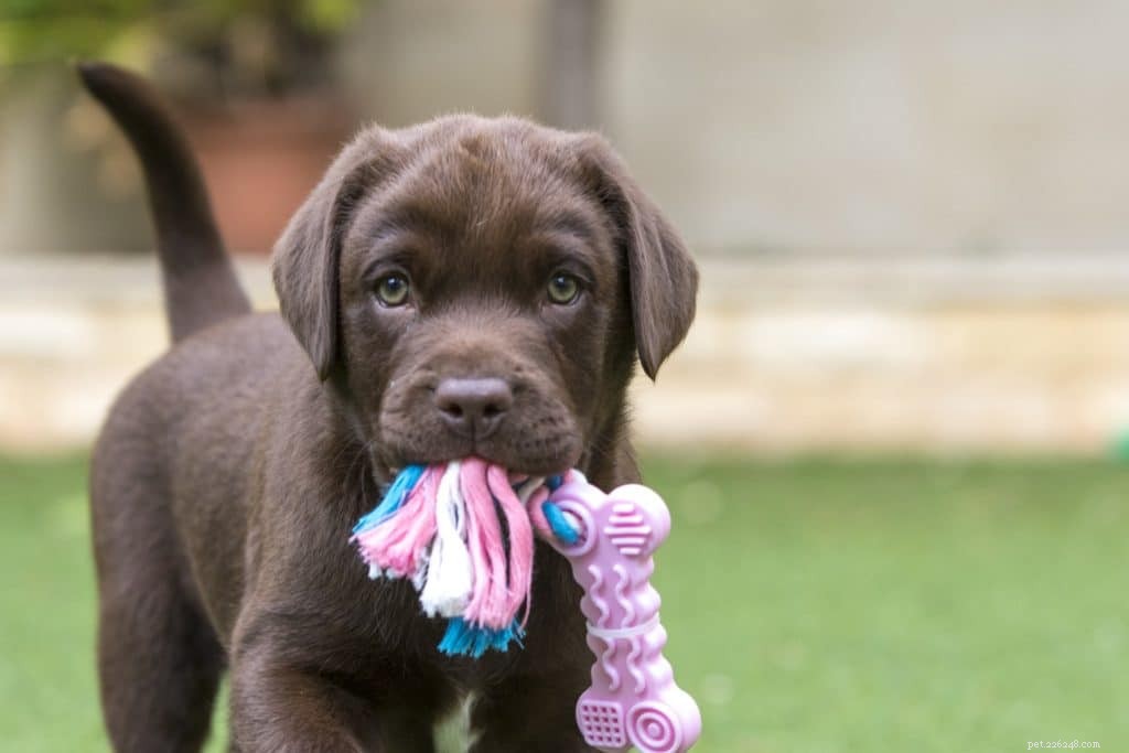 Top 2021 Puppy Breeds: The Hottest Choices for New Dog Parents