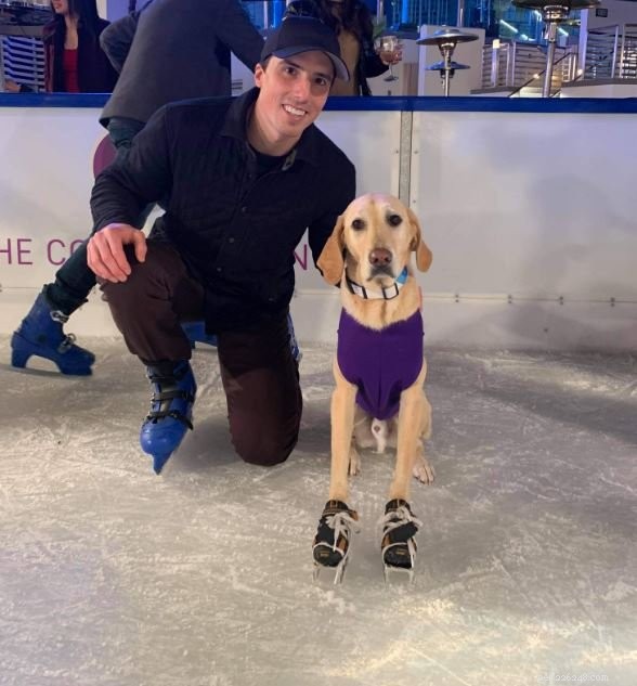 Rescued Labrador Turns Ice Skating Phenomenon, Inspires Fans