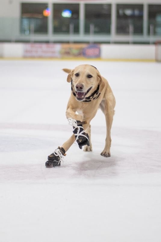 Rescued Labrador Turns Ice Skating Phenomenon, Inspires Fans