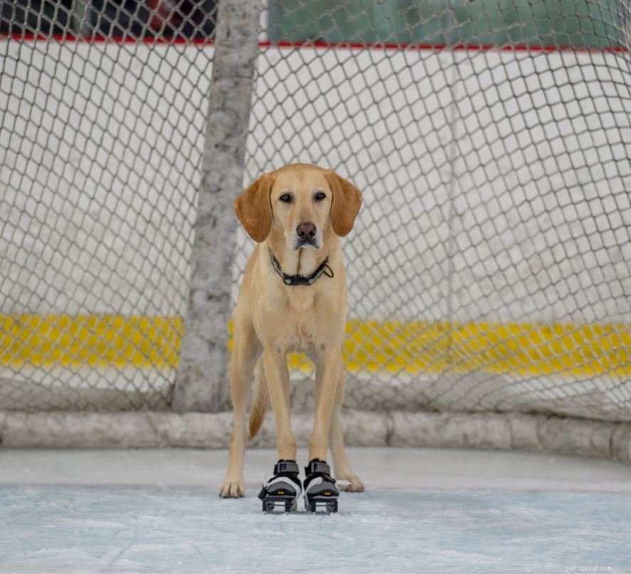 Rescued Labrador Turns Ice Skating Phenomenon, Inspires Fans