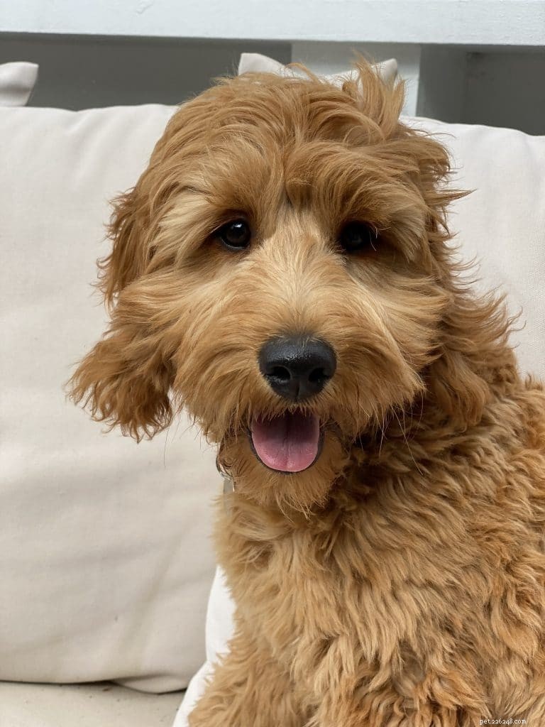 Top 2021 Puppy Breeds: The Hottest Choices for New Dog Parents