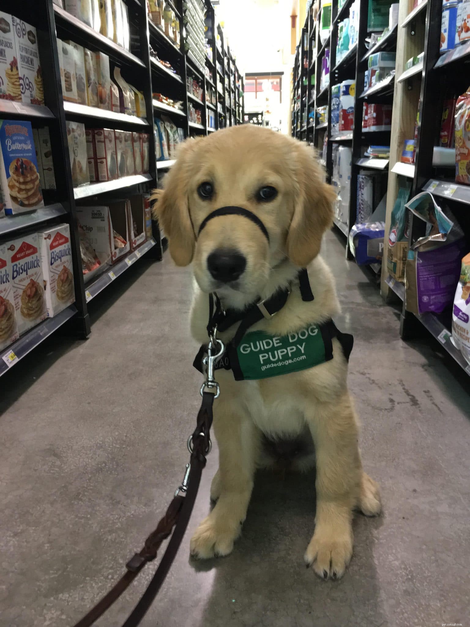 Therapy Dog Kerith Provides Much‑Needed Relief to West Coast Firefighters