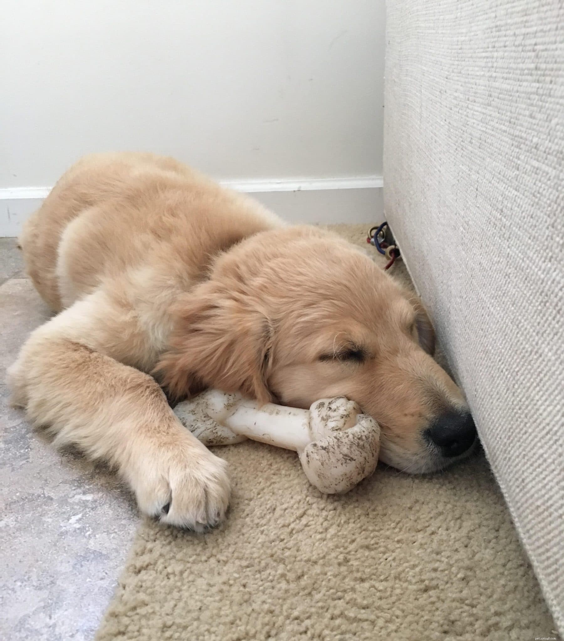 Therapy Dog Kerith Provides Much‑Needed Relief to West Coast Firefighters