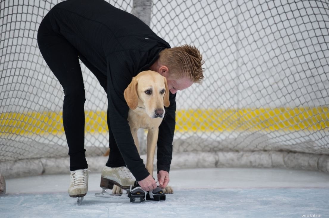 Rescued Labrador Turns Ice Skating Phenomenon, Inspires Fans