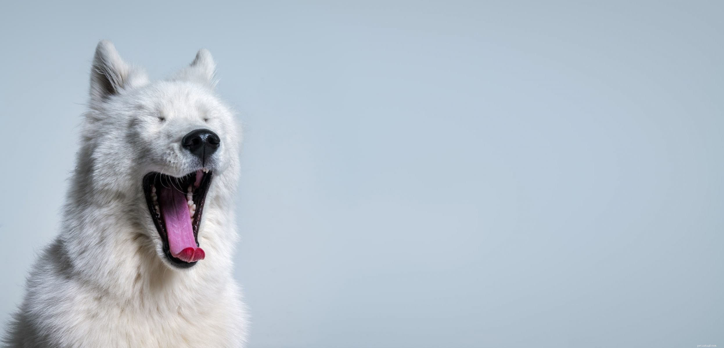Why You Should Skip the TikTok  Bark at Your Dog  Trend for Your Pet’s Well‑Being