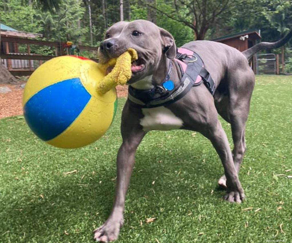 From Shelter to Forever Home: Wobbly Dog Overcomes Neglect & Finds Loving Family