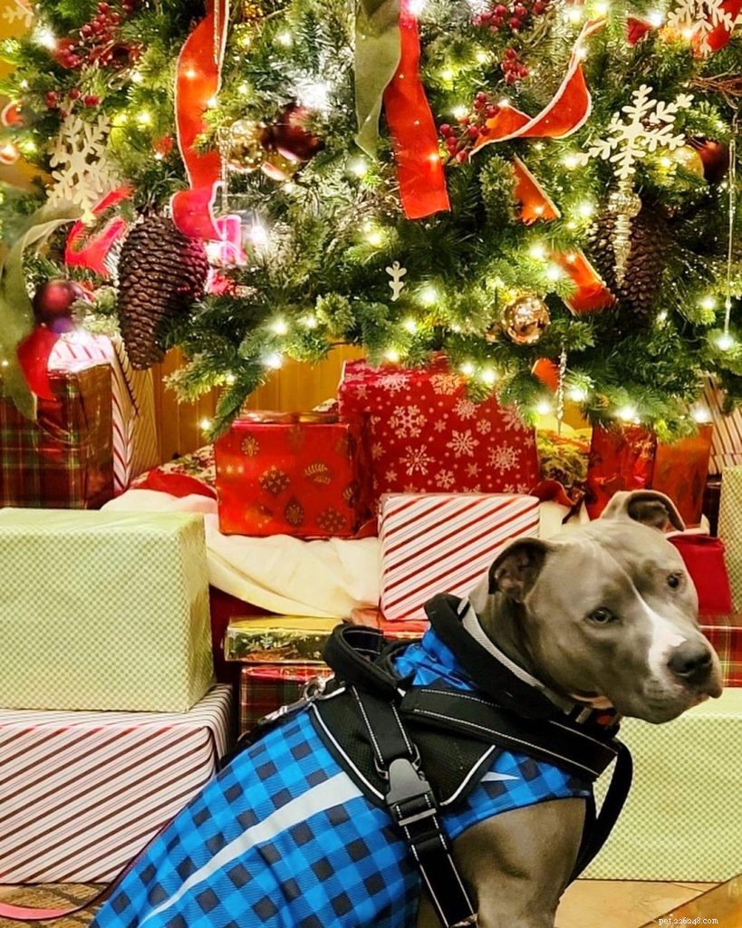 From Shelter to Forever Home: Wobbly Dog Overcomes Neglect & Finds Loving Family