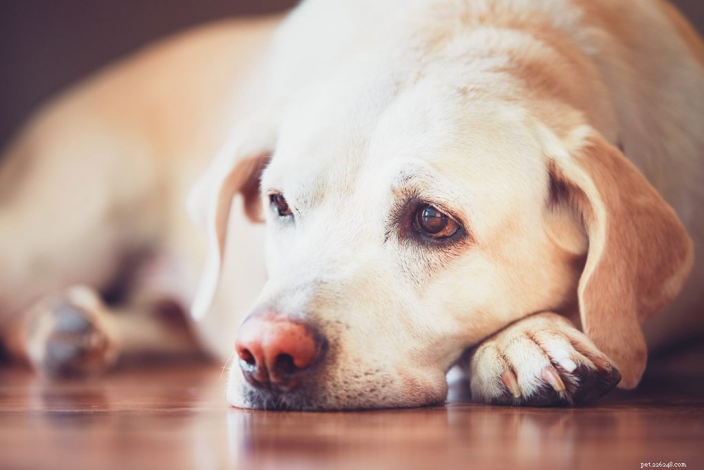 Seasonal Affective Disorder in Dogs: Understanding How Winter Affects Your Pet s Mood