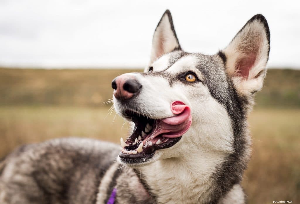 Why Do Dogs Lick? Vet-Backed Insights into Their Licking Behavior