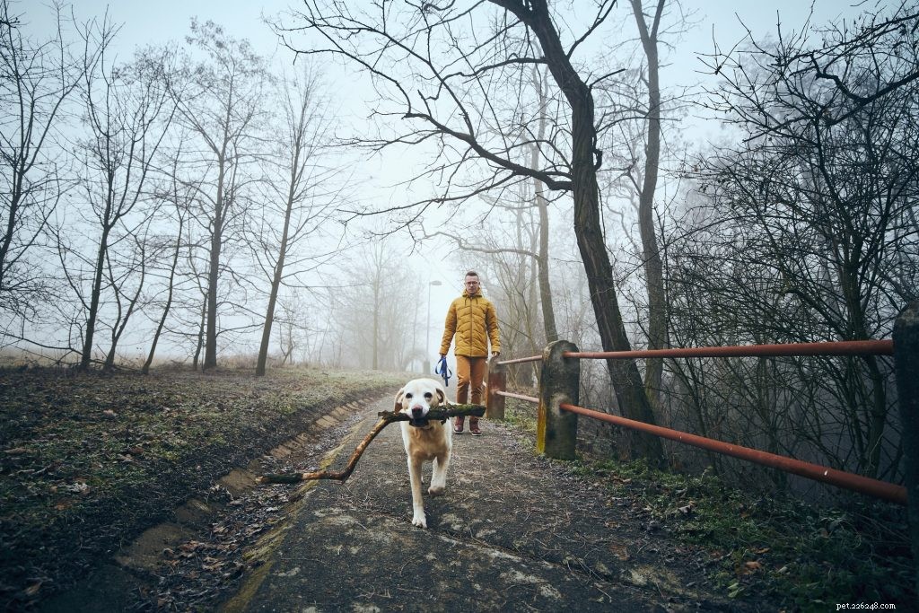 Seasonal Affective Disorder in Dogs: Understanding How Winter Affects Your Pet s Mood