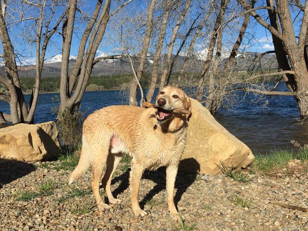 Science Confirms: Dogs Possess a Genuine Sense of Humor