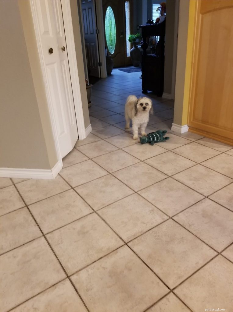 Science Confirms: Dogs Possess a Genuine Sense of Humor