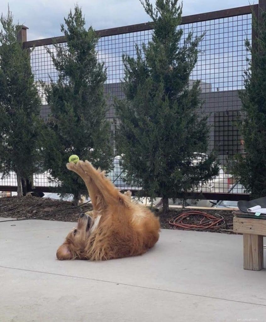 Harvey the Golden Retriever: The Inspiring Dog Who Brings Positivity to Denver Yoga Classes