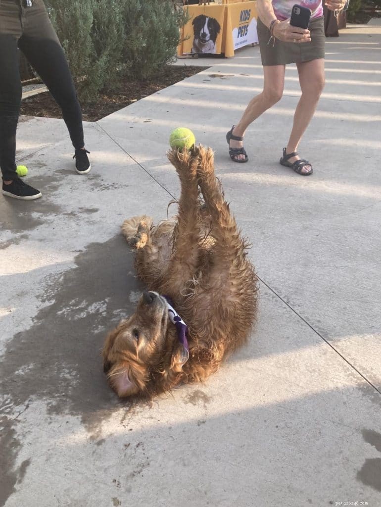 Harvey the Golden Retriever: The Inspiring Dog Who Brings Positivity to Denver Yoga Classes