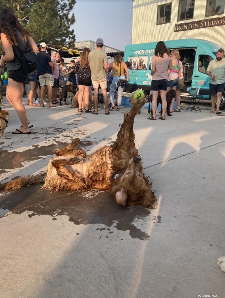 Harvey the Golden Retriever: The Inspiring Dog Who Brings Positivity to Denver Yoga Classes